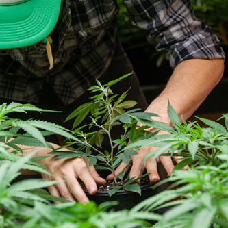 Worker Pruning Cannabis Plant