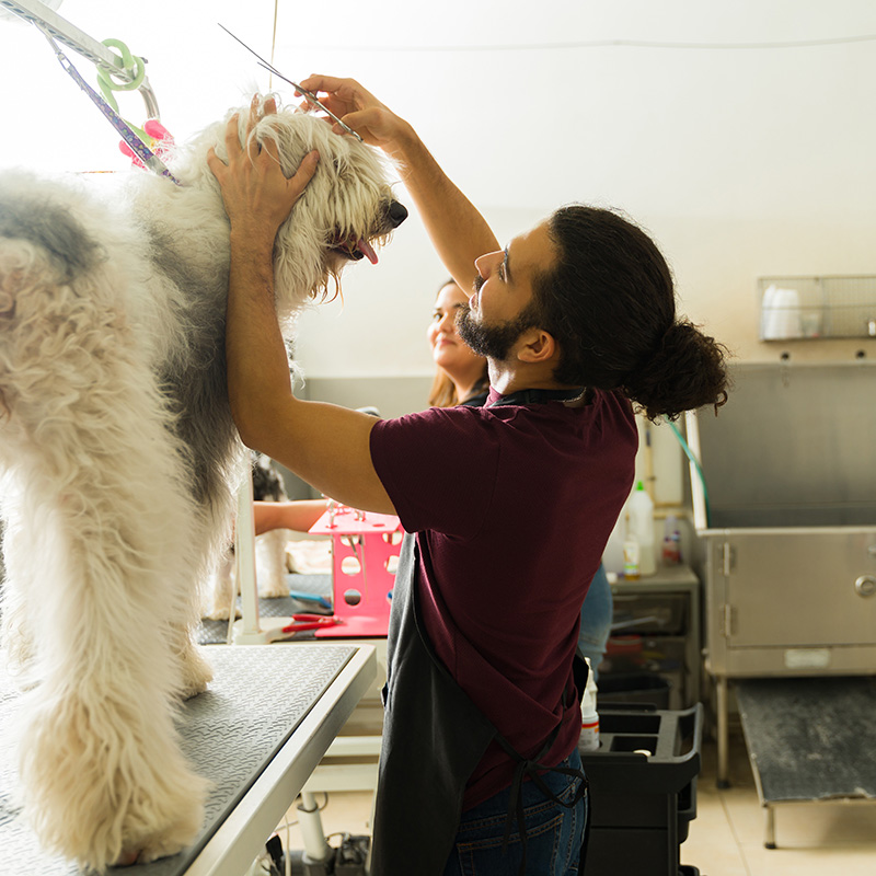 Pet grooming student trims a large shaggy dog on a grooming table, while another student works nearby in a professional grooming lab.